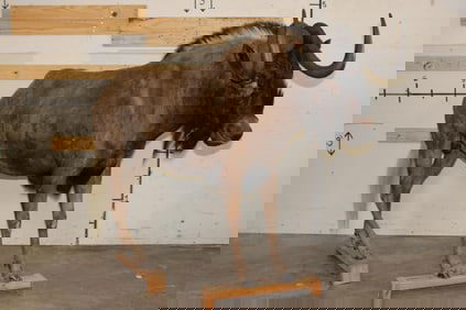 Life-sized BLACK WILDEBEEST with Bolts on Boards