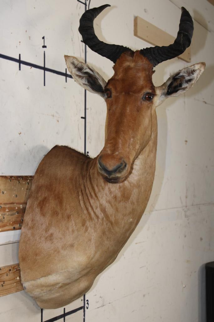 COKE'S HARTEBEEST Shoulder Mount (1 of 9)