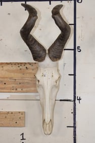RED HARTEBEEST Skull with All its Teeth