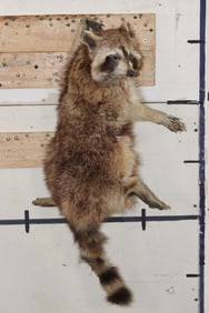 Life-sized RACCOON