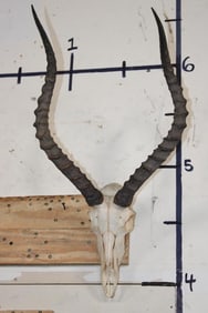 IMPALA Skull with All its Teeth