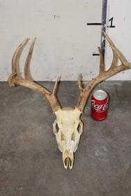 10-Point WHITETAIL DEER Skull with All its Teeth