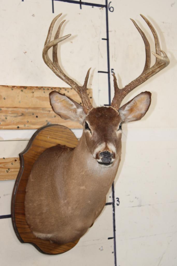 10-Point WHITETAIL Shoulder Mount on a Wooden Plaque (1 of 9)