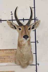 REEDBUCK Shoulder Mount