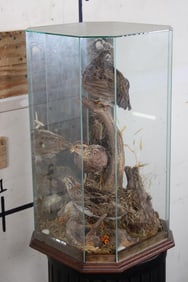 3 Northern BOBWHITE QUAIL in an Octagon Shaped Glass Cloche with a Wood Base