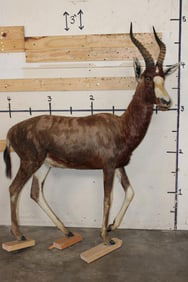 Life-sized BLESBOK on Bolts