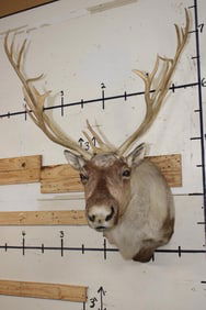 21-Point CARIBOU Shoulder Mount