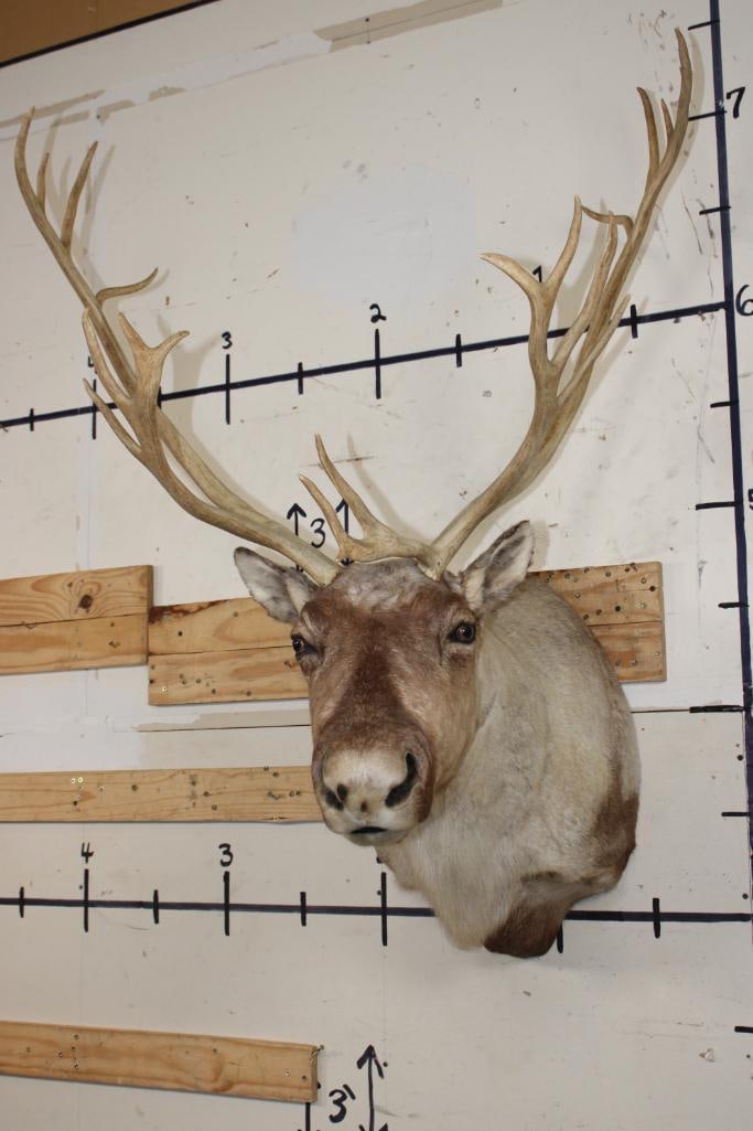 21-Point CARIBOU Shoulder Mount (1 of 12)