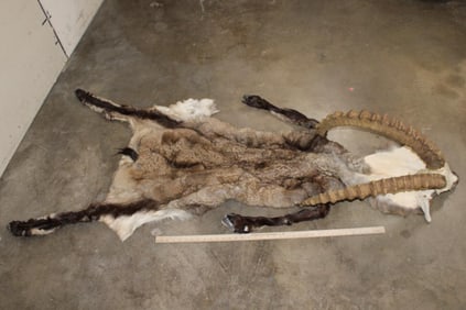 Full Body IBEX Cape with Horns on a Skull Cap