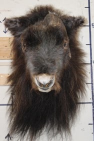 MUSK OX Shoulder Mount with a Unique Horn Deformity