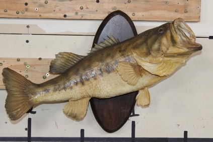 Real Skin BASS mounted on a Wooded Plaque