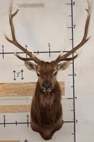 ELK Shoulder Mount