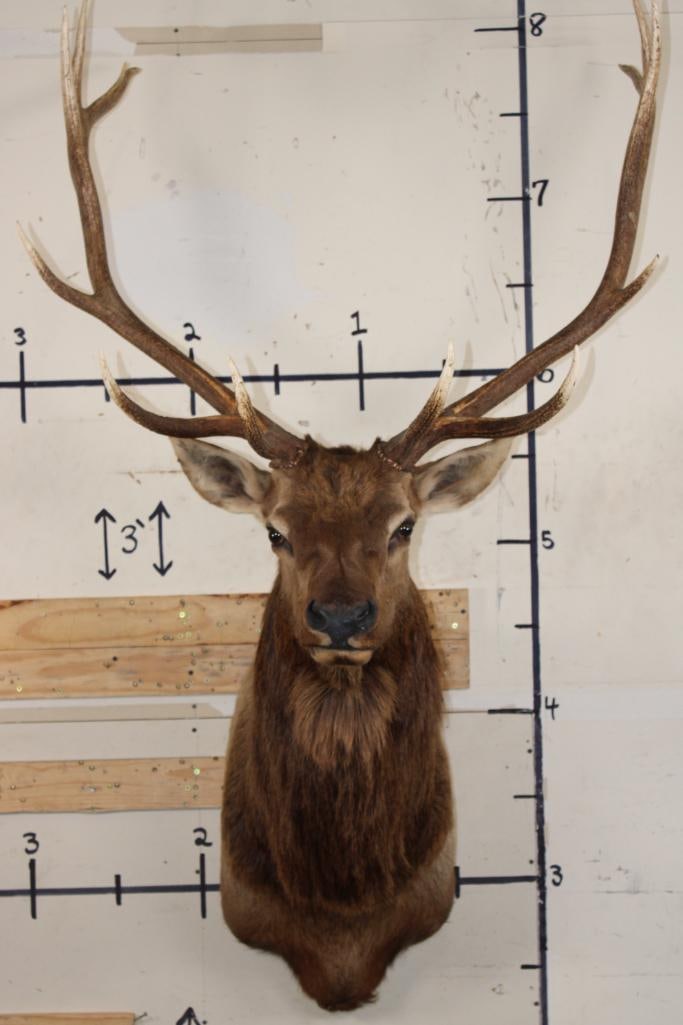 ELK Shoulder Mount: Nice, Clean, and Newer ELK Shoulder Mount with a 37.5" Spread in Good Condition. TAXIDERMY