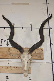 KUDU Skull with a Wire Hanger