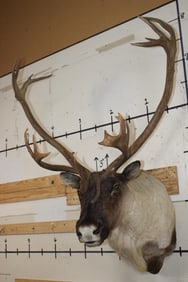 23-Point CARIBOU Shoulder Mount