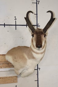 PRONGHORN Wall Pedestal