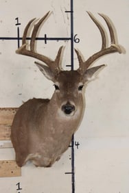 11-Point WHITETAIL DEER Shoulder Mount