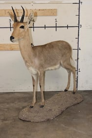 Life-sized REEDBUCK on a Natural Stationary Base