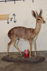Life-sized STEENBOK on a Natural Stationary Base