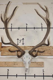 15-Point Euro Cut RED STAG Skull