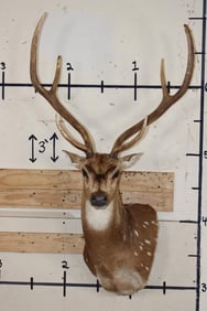 Big AXIS DEER Wall Pedestal