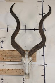 Euro Cut KUDU Skull