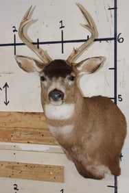 7-Point SITKA BLACKTAIL DEER Wall Pedestal