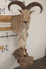 Half Body AOUDAD on a Reproduction Brick Wall Hanging Base