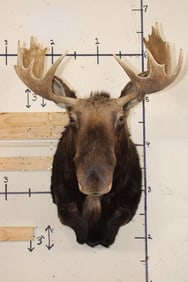 SHIRAS MOOSE Shoulder Mount