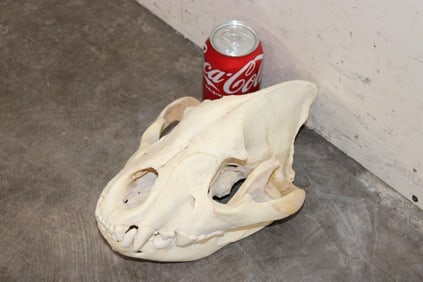 XXL HYENA Skull with All its Teeth