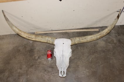Texas LONGHORN Skull with Removable Horns