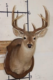 10-Point WHITETAIL DEER Shoulder Mount on a Wooden Plaque