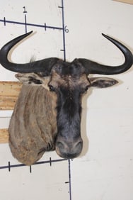 BLUE WILDEBEEST Shoulder Mount