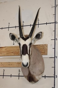 GEMSBOK Shoulder Mount with Removable Horns