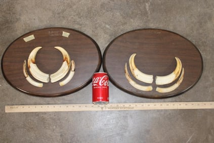 (2) Sets of WARTHOG Tusks on Wooden Plaques (ONE$)