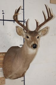10-Point WHITETAIL DEER Shoulder Mount