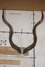 KUDU Horns on a Skull Cap