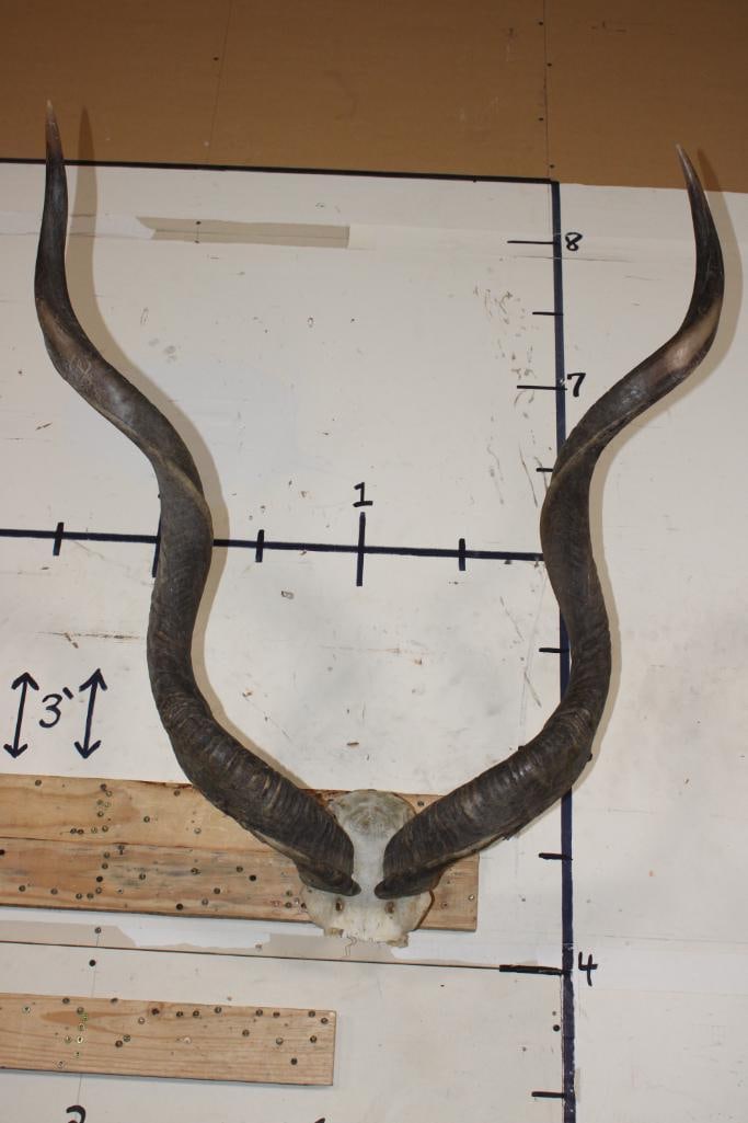 KUDU Horns on a Skull Cap (1 of 8)