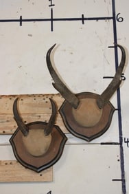 (2) Sets of PRONGHORN  Horns on Wooden Plaques (ONE$)