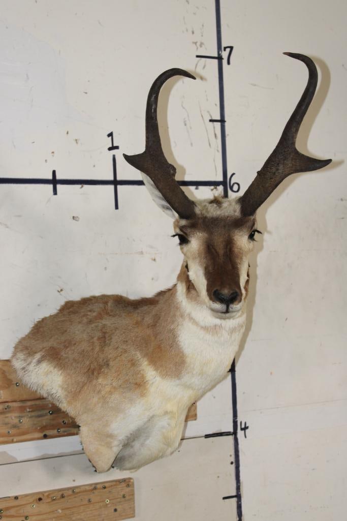 XL PRONGHORN Wall Pedestal (1 of 10)