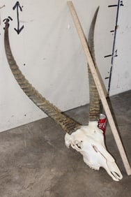 WATERBUCK Skull with Removable Horns