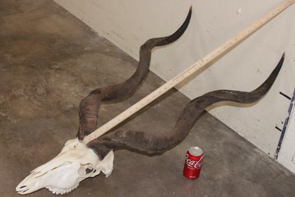 KUDU Skull with Removable Horns