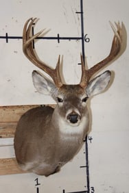 10-Point WHITETAIL DEER Shoulder Mount