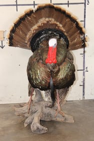 Life-sized Strutting TURKEY on a Driftwood Base