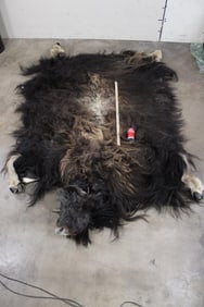 MUSK OX Cape or Hide with  its Hooves and Head