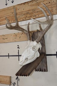 *Rarely Seen* Complete 8-Point WHITETAIL DEER Skull on a Wood Wall Pedestal