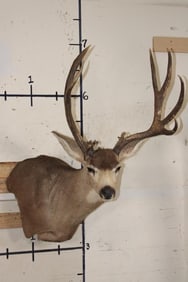 12-Point MULE DEER Wall Pedestal with several Non-Typical Brow Tines