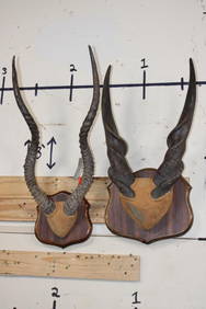 (1) Set of ADDAX Horns and (1) Set of ELAND Horns on Wood Plaques (ONE$) (1 of 6)