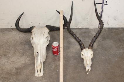 (1) WILDEBEEST Skull and (1) IMPALA Skull (ONE$)