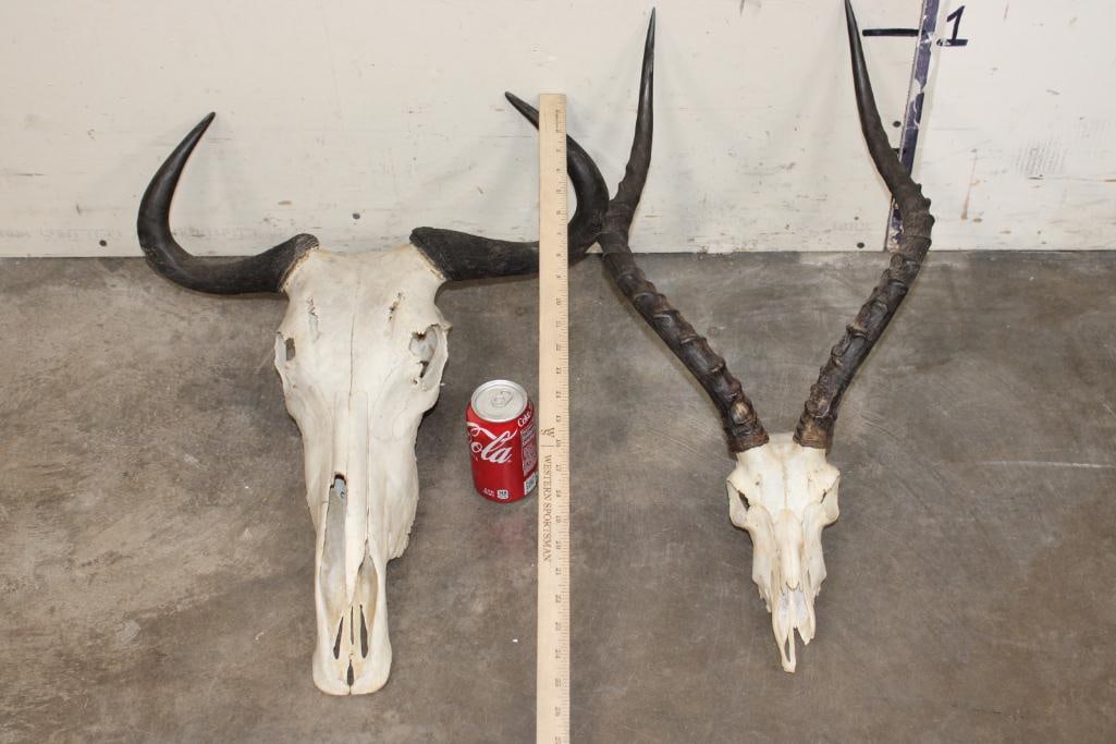 (1) WILDEBEEST Skull and (1) IMPALA Skull (ONE$) (1 of 12)